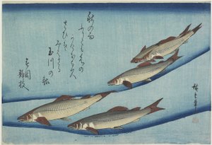 アユ、1832-1833 作： Utagawa Hiroshige