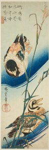 葦の間を泳ぐ 2 羽のアヒル 作： Utagawa Hiroshige