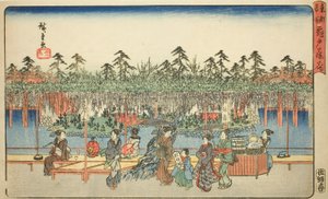 「東都名所」より 亀戸天神藤花