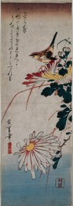 ミソサザイと菊 作： Utagawa Hiroshige