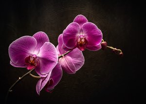 紫の蘭の輝き 作： 
