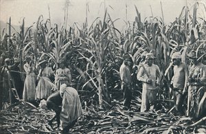 サトウキビのプランテーション、1916 作： Valentine and Sons Ltd