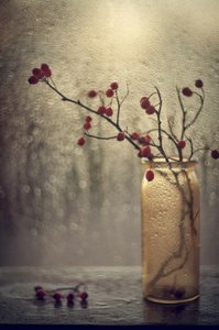 雨の降る窓辺のベリー 作： 