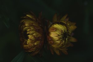  作： 