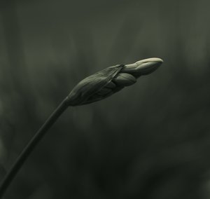  作： 