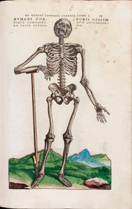 AndreasVesaliusによる「Thehumanbodyfabrica」からの人体の骨 作： Venetian School
