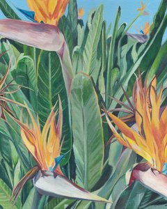 パラダイスバードの花 作： Viccy Wanliss