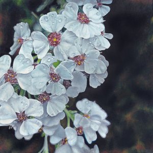 露に濡れた白い花 作： Viccy Wanliss