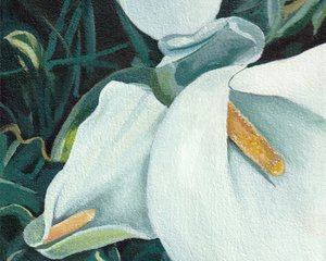 優雅な白いユリ