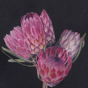 エキゾチックなピンクのプロテア 作： Viccy Wanliss