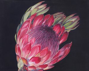 鮮やかなプロテアの花