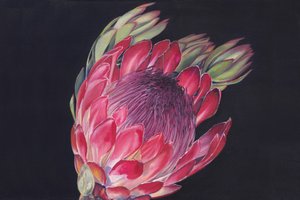 鮮やかなプロテアの花