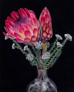 鮮やかなプロテアの花