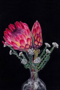 鮮やかなプロテアの花