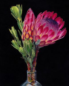 鮮やかなプロテアの花