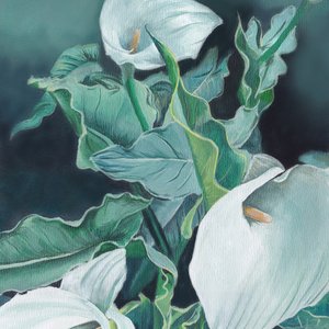 白いカラユリ 作： Viccy Wanliss