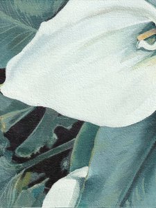 白いカラユリが咲く
