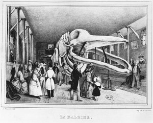 パリ自然史博物館のクジラ、1840年頃 作： Victor Adam