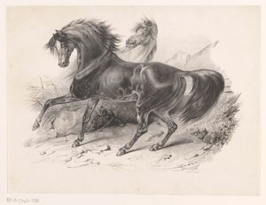 2 つの野生の馬 作： Victor Adam
