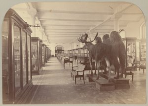 Pl。 Ⅱ． 下層階: 哺乳類 作： Victor Prevost, Gaston L. Feuardent and Co., New York