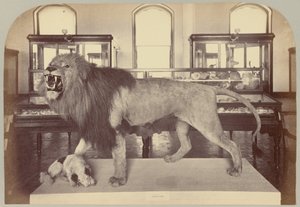 Pl。 IX. アフリカのライオン 作： Victor Prevost, Gaston L. Feuardent and Co., New York