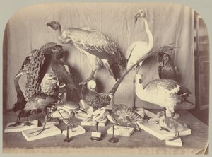 Pl。 XIII。 鳥 作： Victor Prevost, Gaston L. Feuardent and Co., New York