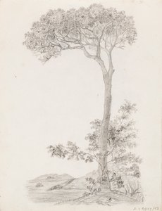 樹木 作： Victoria Åberg