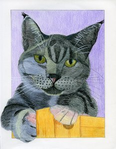好奇心旺盛な灰色の猫がのぞき込む