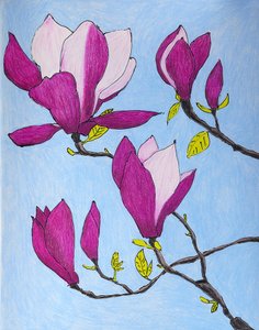 紫色のモクレンの花