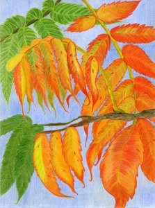色鮮やかな紅葉