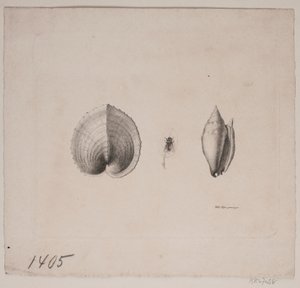 巻き貝 2 個とハエ 1 個 作： Vilhelm Kyhn