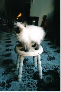 氷の子猫の妹（2006年 作： Vincent Alexander Booth