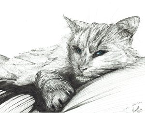 モンティ、昼寝、2016年（紙にインク） 作： Vincent Alexander Booth