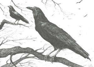 オブザーバー, 2011 作： Vincent Alexander Booth