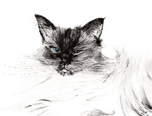 眠そうな目、2015年（紙にインク）