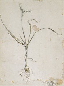 花と球根、ウィチタ山1869年4月13日、1869年（水彩と鉛筆） 作： Vincent Colyer