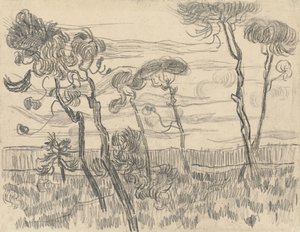 囲い壁の近くにある6本の松、1899年 作： Vincent van Gogh