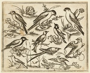 花のついた葉や小枝の上に座る11羽の鳥たち...、1557年。   作： Virgil Solis