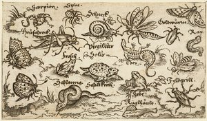 昆虫、爬虫類、カタツムリ、魚が最小限の地面に描かれ、前景に水があります..., 1572. 作： Virgil Solis