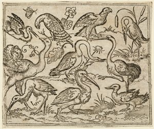 左側のダチョウと、サギとペリカンを含む他の 9 羽の鳥., 1557.