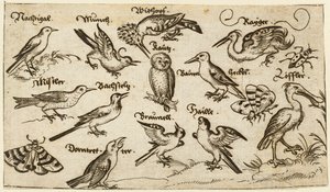 フクロウやペリカンなど12種類の鳥が、個々にラベルを付けて配置されている...、1572年。   作： Virgil Solis