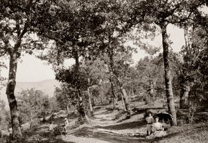 森の中を歩く（モノクロ写真 作： Vittorio Alinari