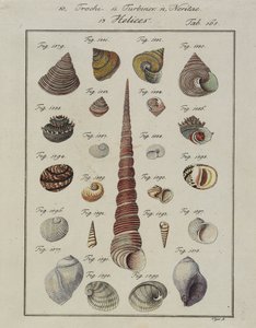 海の貝殻：Trochi、Turbines、Neritea Helices、Neues Systematisches Conchylien-Cabinet、1784年（手描きのエッチングと彫刻） 作： Vogel