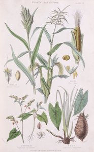 ミレー、トウモロコシ、ソバ、タロイモ、ウィリアムラインド作の野菜王国の歴史1797-1874、1872年のカラー彫刻のイラスト