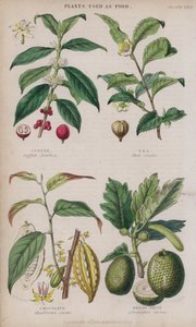 コーヒー、紅茶、チョコレート、パン フルーツ（カラー彫刻 作： W. Fitch