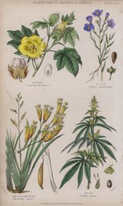 綿、亜麻、ニュージーランドの亜麻、ヘンプ（彩色彫刻 作： W. Fitch