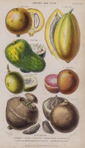 Mammee、Papaw、Sour Sop、Negro Peach、Granadilla、Zabucajo（蓋を上げた状態） Fruit and Nut、Brazil Nut and Fruit（カラーの彫刻）。 作： W. Fitch
