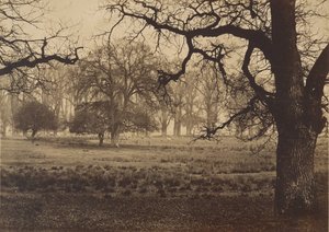 ウィンザー公園、鹿の餌付け、1850 年代。 作： W. H. Nicholl