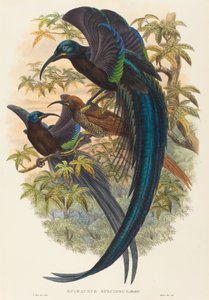 Epimachus speciosus (カマキリの極楽鳥) 作： W. Hart