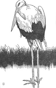コウノトリの父、c1930